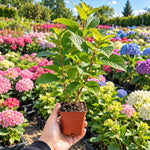 Blue Hydrangea Live Plant, Bloom Shrub, 6-12 Inch Tall