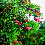 Lychee Fruit Tree 12-18" Tall, Well-Rooted Litchi Plant in One Gallon Pot, Hardy Tropical Tree for Garden and Patio