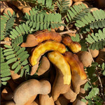Sweet Tamarind Tree Live Plant, 2-3 Feet Tall in 1 Gallon Pot, Tropical Fruit Tree