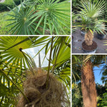 Palm Tree Live Plant, Fully Rooted in 3 Gallon Pot, Rare Tropical Plant Live for Indoor or Outdoor Growing, Old
