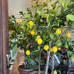 Live Grafted Meyer Lemon Citrus Tree, Edible Lemon Plant 2-3 Feet Tall in Pot, Well Rooted, Fragrant Yellow Fruit Tree for Home Garden