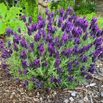2 Spanish Lavender Plants 4–7" Tall, Fragrant Lavender Flowering Garden Plants for Patio, Containers and Backyard Landscaping
