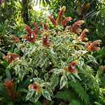 2 Variegated Shrimp Plants Live, 4-7 Inc Tall, Vibrant Flower Starter Plant for Garden or Patio