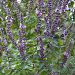 Basil Plant Live, Fragrant, Flavorful Herb for Indoor Outdoor Gardens, Well Rooted Plant 4-7 Inches (Blue Basil)