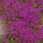 5000 Mix Creeping Thyme Seeds, Low Growing Groundcover Seeds, Fragrant Thyme for Garden Paths, and Rock Gardens
