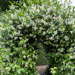 Jasmine Live Plant 4–8″ Tall, Jasmines Flower Vine, Fragrant White Blooms, Outdoor or Container Growing (Star Jasmine)