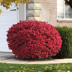 4 Red Burning Bush Bare Roots, 6-12 Inch Live Burning Shrubs, Ornamental Landscape Plants with Fall Color