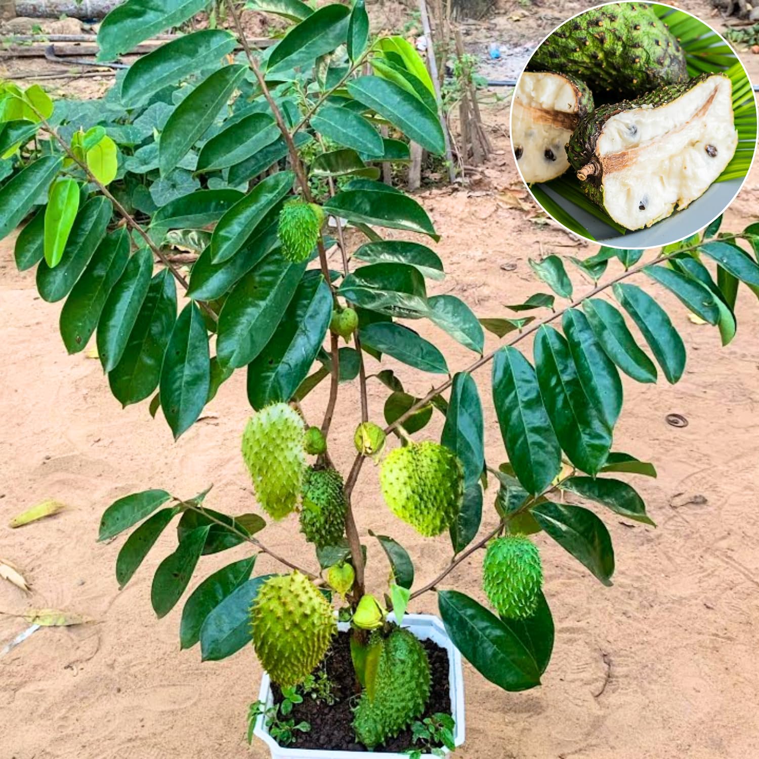 Soursop Plant Live, Guanabana Soursop Tree Live Plant, 6-10 Inches Tall in Pot, Tropical Fruit Plant