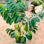Sweet Soursop Tree Live Plant, Tropical Annona Muricata Sourop Plant Live, 6-10” Tall in Pot