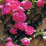 Live Pink Climbing Roses Plant, Starter Climbing Rose Bush Plant, 4-7" in Tall for Spring Planting