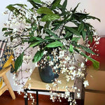 Set 2 Clerodendrum Plants Live, Light Bulb Chain of Glory Vine, Bell Shaped Flowers (Light Smithianum Wallichii Clerodendrum)