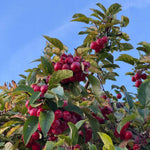 Red Crabapple Tree Live Plant in Quart Pot, Ornamental Fruit-Bearing Trees for Outdoor Planting, Hardy Flowering Landscape Plants
