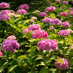 Pink Hydrangea Bush Live Plant, Live Flowering Shrub, 1-1.5 Ft Tall