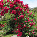 Climbing Roses Live Plants, Red Don Juan Rose Climbing Bushes for Planting, No Pot, Cut Back, Well Rooted, No Leaf for Planting