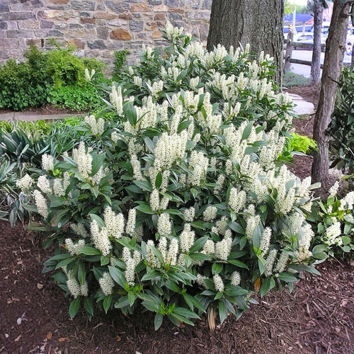2 Cherry Laurel Shrubs Bare Roots, Hardy Shrubs for Hedges and Landscaping, Winter Dormant