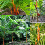 Palm Tree Live Plant, Fully Rooted in 3 Gallon Pot, Rare Tropical Plant Live for Indoor or Outdoor Growing, Orange