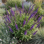 3 Dark Purple Salvia Sage Plants 4–7" Tall, Perennial Live Flowering Garden Plants for Outdoor Growing, Vibrant Salvia Plant Starter