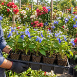 2 Blue Butterfly Clerodendrum Live Plants, Bell Flower Vine, 5-9" Tall