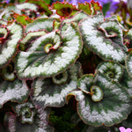 2 Live Begonia Angel Wing Maculata Set, Size 5-9 Inch Tall, Silver Green Polka Dot Begonia Plants, Indoor Outdoor Decorative Houseplants