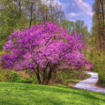 Live Redbud Tree Plant 1 Year Old for Outdoot Spring Planting, Eastern Red Bud Tree Live Plant for Planting, Zones 5 to 9