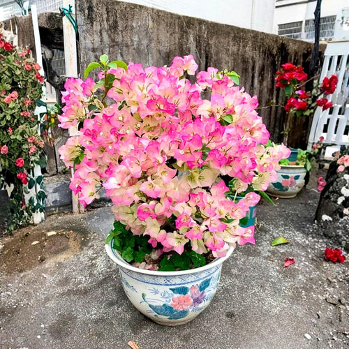 2 Bougainvillea Live Plants, Tropical Bougainvillea Flowering Vine, Fast Growing Outdoor and Container Plant, 4-8'' Tall (White Pink Blooms)