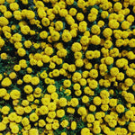Yellow Marigolds Live Plant, Marigold Plants Live, 6 to 8 Inc Tall, Yellow Blooms Spring Flower Plant