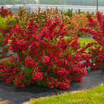 Red Weigela Shrub Plant Live, Hardy Shrub, 2-3 Ft Tall