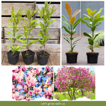 Magnolia Tree Live Plant 6 to 14 Inch Height, Fragrant Magnolia Plant Live to Grow, Magnolia Bush Flowers in Pot (Jane Magnolia)