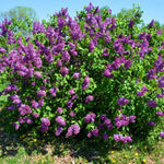 Common Lilac Tree Live Plant for Outdoor Spring Planting, 1 Year Old Tree 6-12" Tall in Quart Pot, Purple Lilac Trees