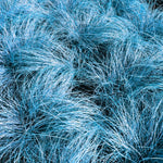 2 Blue Fescue Grass Plants Live for Spring Planting, Size 5-9" in Tall, Oranamental Grass for Outdoor Indoor