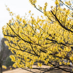 Witch Hazel Bush Plant Live, Yellow Flowering Shrubs in Quart Pot, Hardy Landscape Plants for Outdoor Garden
