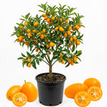 Live Kumquat Tree, 2-3Ft Tall Fruit Plant in 1 Gallon Pot, Edible Kumquat Citrus Fruit Tree for Patio and Garden Growing