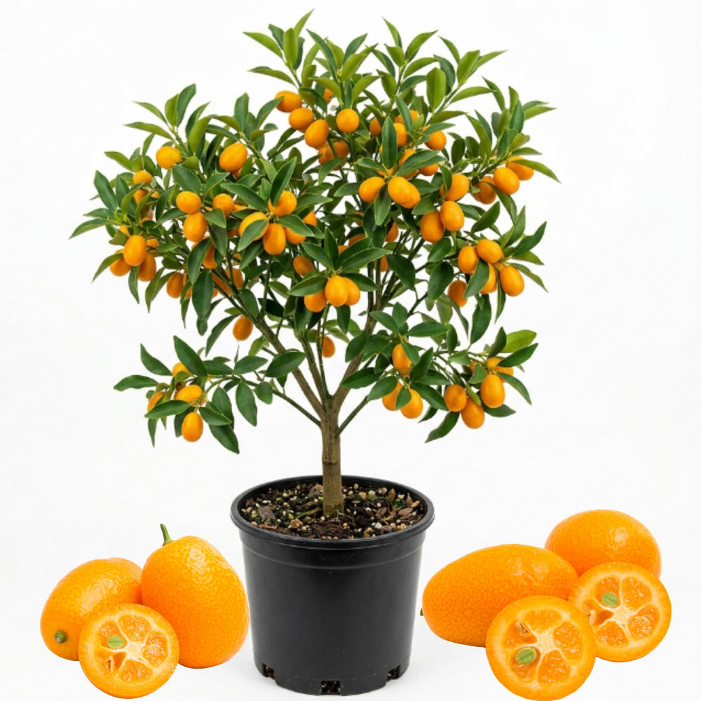 Live Kumquat Tree, 2-3Ft Tall Fruit Plant in 1 Gallon Pot, Edible Kumquat Citrus Fruit Tree for Patio and Garden Growing