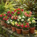 2 Euphorbia Milii Mixed Crown of Thorns Plant Live, Cold Hardy Succulent Houseplant 4-7" Tall with Constant Blooms