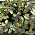 2 Blue African Basil Plants Live, Live Basil Plant, 4 to 6 Inc Long, Fragrant Herb, Fast Growing