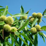 2 Chestnut Trees Bare Roots 2–3 Feet, Hardy Nut Tree Starter, Outdoor Orchard and Landscape Tree
