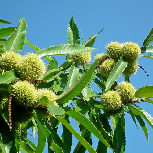 2 Chestnut Trees Bare Roots 2–3 Feet, Hardy Nut Tree Starter, Outdoor Orchard and Landscape Tree