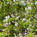 Red Crabapple Tree Live Plant in Quart Pot, Ornamental Fruit-Bearing Trees for Outdoor Planting, Hardy Flowering Landscape Plants
