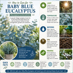 Silver Dollar Eucalyptus Plant Live, Eucalyptus Tree Live, Well Rooted Starter Plants, Fragrant Foliage Ornamental Plant, 5-7 Inches Tall, Indoor Outdoor Landscape