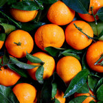 Orange Tree Live Plant, Red Navel Orange Plant Live, 1 Gallon Pot, Citrus Fruits Tree Garden, No Ship to CA