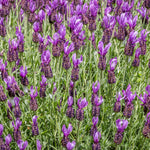 Pack 2 Lavender Live Plants 4-8 Inches, Hardy Fragrant Perennial Outdoor Herb Plant (Spanish Lavender)