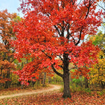 Sassafras Tree, Outdoor Landscape Shrub, 1-2 Ft Tall
