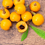 Loquat Tree Live Plant, Loquat Plant, 4 Inc Pot, Sweet Fruit Tree Garden
