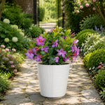2 Purple Blue Mandevilla Plants Live 4–7" Tall, Live Mandevilla Flowering Tropical Vines for Patio, Containers and Backyard Landscaping