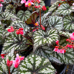 Begonia Plant Live, Colorful Begonia Plants 4-8 Inches, Decorative Houseplant for Indoor Outdoor Gardens and Containers (Gray Green Foliage)