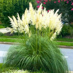 2 Dwarf Blue Pampas Grass Plants Live, 5-9 Inch Tall, Ornamental Grass Live Plants for Outdoor Landscaping