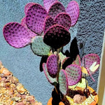 Purple Prickly Pear Cactus Plant, 6-8 Inches Fully Rooted Cactus Plants, Colorful Cactus for Indoor Outdoor Gardens and Containers