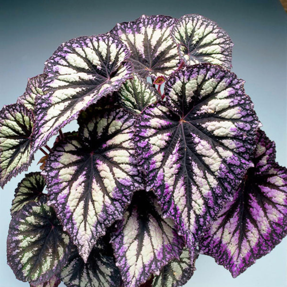 2 Live Begonia Angel Wing Maculata Set, Size 5-9 Inch Tall, Assorted Polka Dot Begonia Plants, Indoor Outdoor Decorative Houseplants (Fire)
