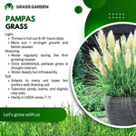 2 Dwarf Blue Pampas Grass Plants Live, 5-9 Inch Tall, Ornamental Grass Live Plants for Outdoor Landscaping