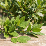 2 Bay Leaf Trees Live, Sweet Bay Laurel for Planting 4-7'' Tall, Live Fragrant Herb Plant for Indoor and Outdoor